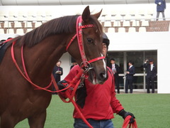 20190106 中山10R ジュニアC(L) オトナノジジョウ 10