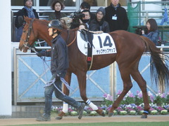 20181228 中山4R 2歳未勝利 ヤップヤップヤップ 05