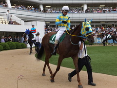 20150913 中山11R 京成杯AHC(G3) アルマディヴァン 14