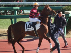 20181228 中山4R 2歳未勝利 ヤップヤップヤップ 17