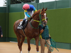 20150927 中山9R 芙蓉ステークス プランスシャルマン 15
