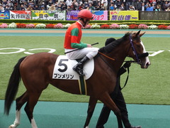 20161030 東京1R 2歳未勝利 プンメリン 18