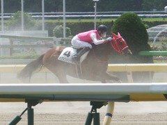 20190512 東京1R 3歳未勝利 ハクシンドリーム 13