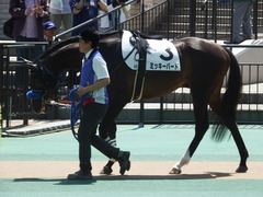20180421 東京6R 3歳未勝利 ミッキーバード 02