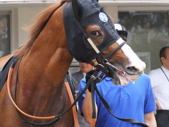 20161001 中山10R 習志野特別 アッシュゴールド 04
