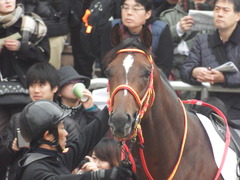 20181223 中山3R 2歳未勝利 ピンシェル 14