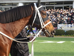 20141228 中山8R ショウナンアポロン 05