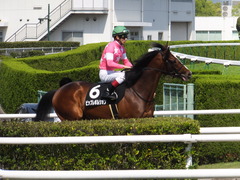 20150425 京都9R 比良山特別 ビップレボルシオン 13