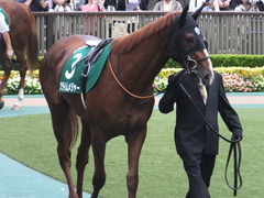 20161008 東京11R サウジアラビアRC(G3) クライムメジャー 08
