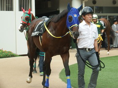 20180917 中山9R 白井特別(1000) ラッシュアタック 10