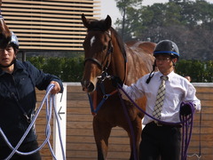 20161204 中山3R 2歳未勝利 メガポリゴン 26