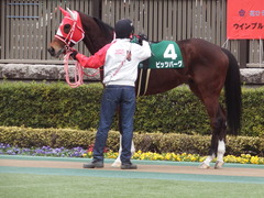 20190216 東京11R ダイヤモンドS(G3) ピッツバーグ 13