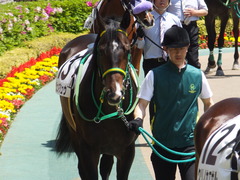 20170430 東京5R 3歳未勝利 ジュンマシュウ 03