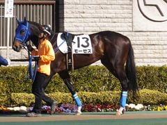 20170204 東京4R 4歳上障害未勝利 モーゼス 04
