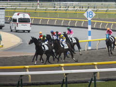 20150222 東京4R 3歳未勝利 ロジダーリング 13