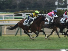 20190210 東京12R (1000) ロジスカーレット 21