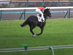 20151213 中山12R 3歳上500万下 マイネルサージュ 11