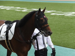 20141026 東京8R オウケンブラック 04
