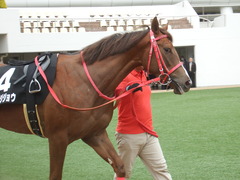 20190310 中山11R アネモネS 3歳牝馬OP オトナノジジョウ 04