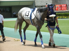 20180609 東京6R 3歳牝馬未勝利 ウェディングベール 02