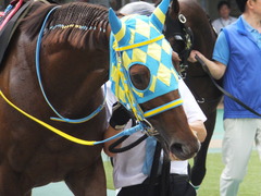 20150628 東京11R パラダイスS アルマディヴァン 12
