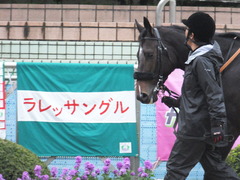 20151213 中山12R 3歳上500万下 マイネルサージュ 02