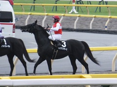 20170625 東京11R パラダイスS 3歳上(OP) ショウナンアチーヴ 22