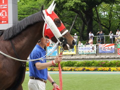 20140503 東京7R ショウナンアポロン 06