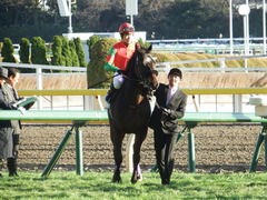 20180127 東京11R 白富士S(OP) マイネルサージュ 21