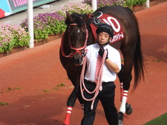 20170924 阪神11R 神戸新聞杯(G2) 3歳OP ホウオウドリーム 09