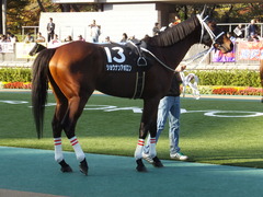 20141116 東京10R ショウナンアポロン 06