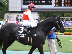 20170625 東京11R パラダイスS 3歳上(OP) ショウナンアチーヴ 16