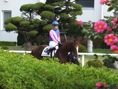 20151121京都2R 2歳未勝利 メイショウノボサン 07