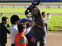 20161105 東京9R 南武特別(1000) マイネルサージュ 30
