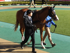 20150221 東京10R アメジストS(1600) アッシュゴールド 08