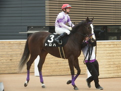 20190323 中山9R ミモザ賞 3歳牝馬(500) トロハ 14