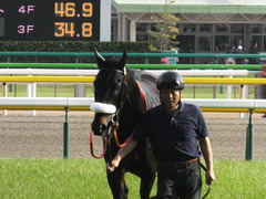 20140503 東京11R 青葉賞 ショウナンラグーン 20