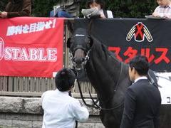 20151031 東京7R 3歳上500万下 コスモポッポ 10