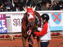 20170225 阪神9R 丹波特別(500) レーヌドブリエ 20