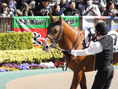 20170219 東京6R 3歳500万下 ブリラーレ 09