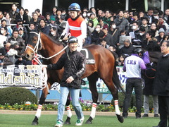 20141228 中山8R ショウナンアポロン 11