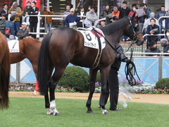 20151213 中山8R 3歳上500万下 ヴィルトグラーフ 08