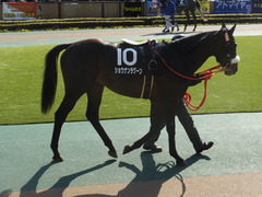 20140223 東京9R ショウナンラグーン 04