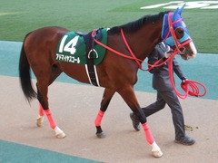20181117 東京11R 東スポ杯2歳S(G3) アドマイヤスコール 05