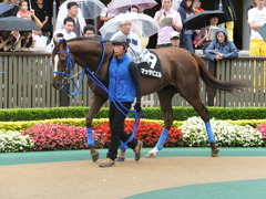 20150621 東京10R 芦ノ湖特別 マッサビエル 09