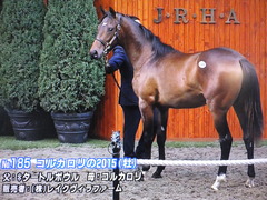 コルカロリ15