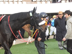 20150125 中山11R AJCC(G2) ショウナンラグーン 10