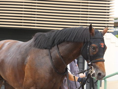 20170930 中山10R 習志野特別(1000) オウケンブラック 22