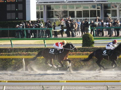 20141116 東京10R ショウナンアポロン 14