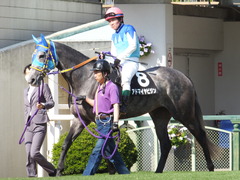 20150425 京都11R 錦S アドマイヤビジン 13